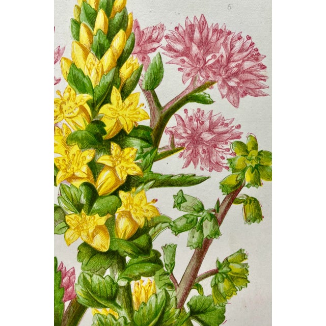 Plastic Antique W. Dickes & Co. Botanical Print From England Showcasing Varieties of Stonecrop Flowers, Wall Pennywort, House Leek & Orpine - Circa 1870 For Sale - Image 7 of 12