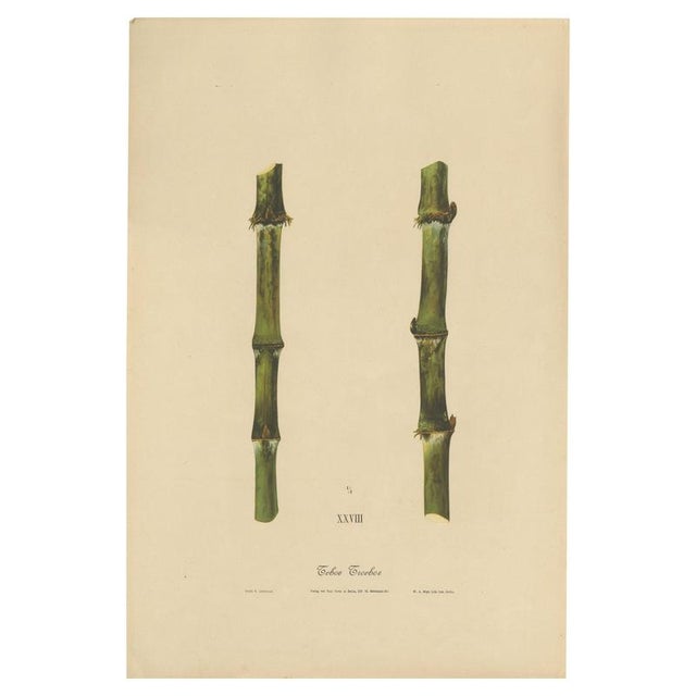 Sugarcane, 1892, Paper For Sale - Image 10 of 10
