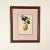 19th Century Print From Botanical Study of Fruits and Nuts by Duhamel Du Monceau, Early 19th Century For Sale - Image 5 of 5