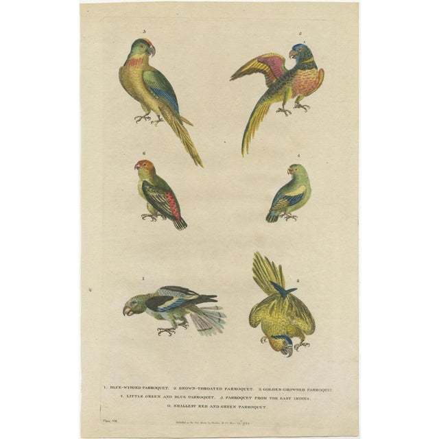 William Frederick Marytn, Parakeet Species, 1785, Prints, Set of 2 For Sale - Image 3 of 11