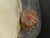 Indonesian Finely Detailed Hand-Carved Wood Mask For Sale - Image 11 of 12
