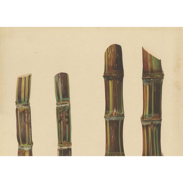 Late 19th Century Sugarcane, 1892, Paper For Sale - Image 5 of 10
