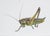 Juris Utans, Grasshopper at Rest VI 2021, Mixed Media and Paper For Sale - Image 3 of 3