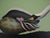 Jean-Paul Donadini (1951) The Swan and the Seashell Original color lithograph Signed in pencil and dedicated "for Roland,...