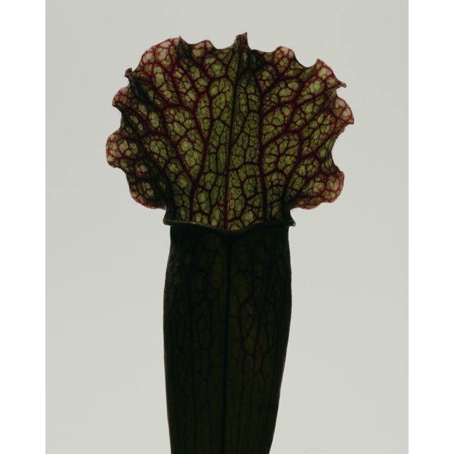 Sarracenia Fiona by Oscar Calleja – Limited Edition Metal Print | Framed & Ready to Hang For Sale