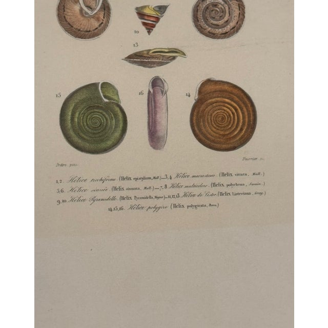 Set of Three 19th Century French Hand Colored Mollusk Engravings Dictionnaire Universel D’Histoire Naturelle For Sale - Image 9 of 10