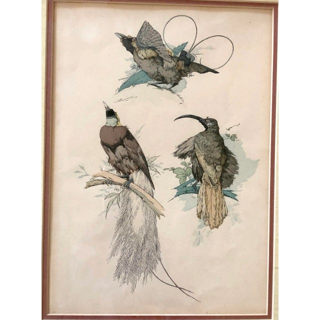 Beautifully detailed drawings of birds in this pair of framed pieces. Each with three posed birds and done in ink grays...