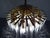 Mid-Century Chandelier from Bakalowits & Söhne, Austria, 1950s For Sale - Image 17 of 18