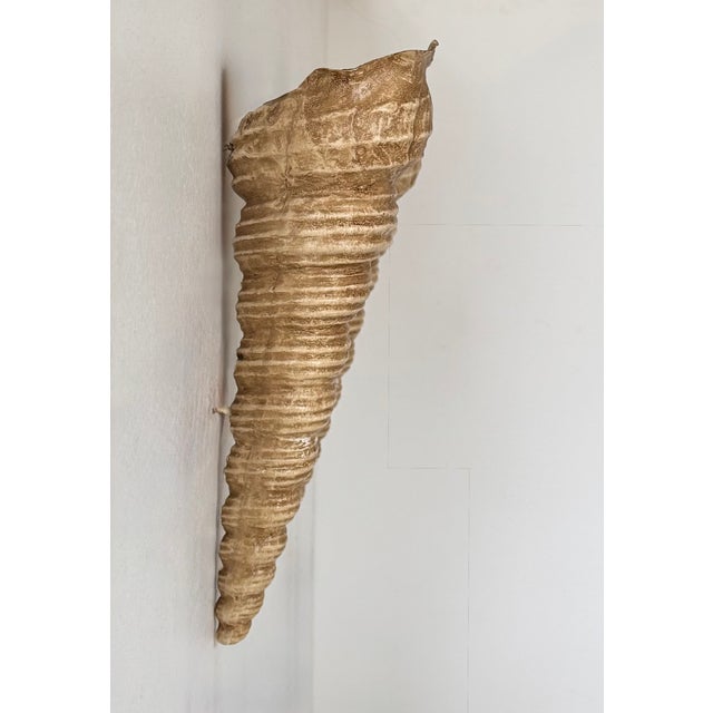 Vintage Shell Wall Sconces in Beige Fiberglass, France, 1960, Set of 2 For Sale - Image 3 of 10