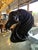1970s 1970s Ceramic Horse Head For Sale - Image 5 of 16
