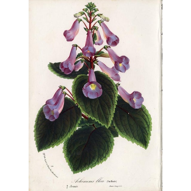 14 Van Houtte Botanicals! Hand Color c.1853 Set B For Sale - Image 9 of 15