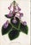 14 Van Houtte Botanicals! Hand Color c.1853 Set B For Sale - Image 9 of 15