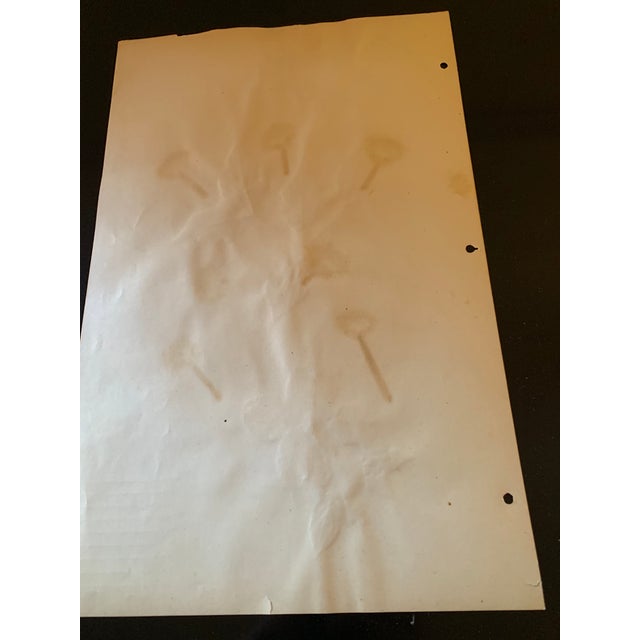 Early 20th Century Authentic Vintage Flower Specimen For Sale - Image 5 of 5