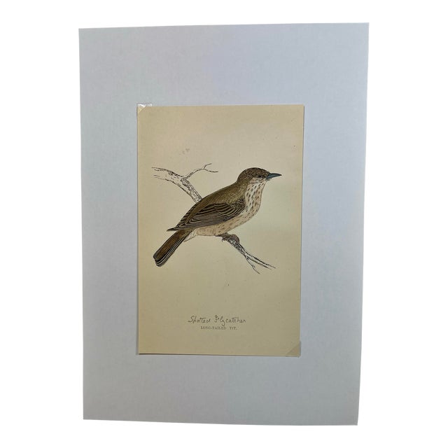 Antique Hand Tinted Bird Print From England Featuring a Brown & Tan Long-Tailed Tit - Circa 1888 For Sale