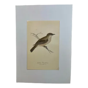 Antique Hand Tinted Bird Print From England Featuring a Brown & Tan Long-Tailed Tit - Circa 1888