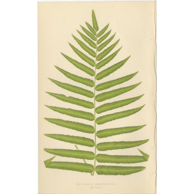 Paper E.J. Lowe, Exotic Fern, 1856, Lithograph, Set of 6 For Sale - Image 7 of 10