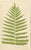 Paper E.J. Lowe, Exotic Fern, 1856, Lithograph, Set of 6 For Sale - Image 7 of 10