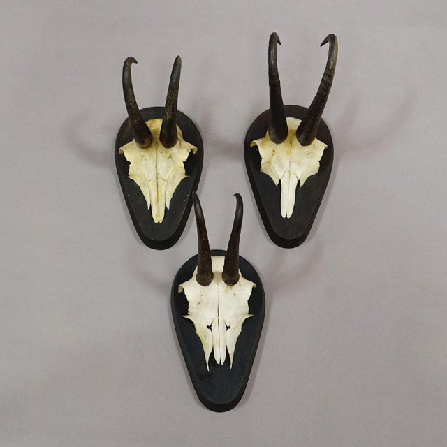 Rustic European Set of Six Vintage Chamois Trophies on Wooden Plaques, Germany Ca. 1980s For Sale - Image 3 of 7