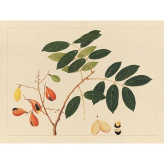 Golden Tropic Botanicals, Giclée Print #14 Reproduction For Sale