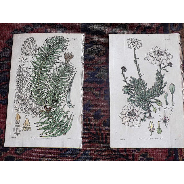 Early 19th Century Authentic Antique Early 19th Century Hand Colored Copperplate Botanical Engravings - Set of 9 For Sale - Image 5 of 8