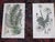Early 19th Century Authentic Antique Early 19th Century Hand Colored Copperplate Botanical Engravings - Set of 9 For Sale - Image 5 of 8