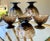 1960s Circa 1960 Seneca Glass "Driftwood" Casual Footed Dessert Cups – Set of 6 For Sale - Image 5 of 13