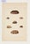 A striking early 19th-century engraving depicting beautifully detailed murex and cowrie shells, originally published in...