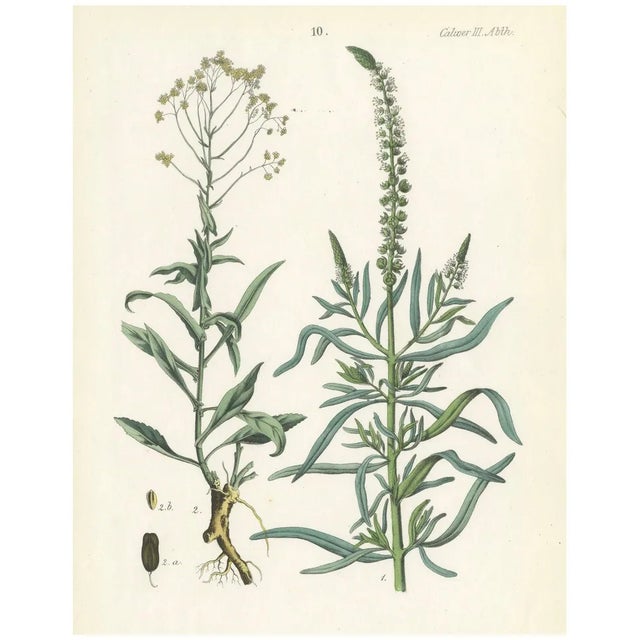 Calwer, Hand-Colored Botanical Illustration of Woad and White Goosefoot, 1854, Lithograph For Sale