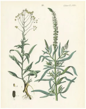 Calwer, Hand-Colored Botanical Illustration of Woad and White Goosefoot, 1854, Lithograph