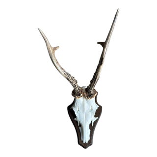 1980s Roe Deer Trophy 27 Black Forest Antlers Mount For Sale