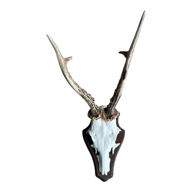 1980s Roe Deer Trophy 27 Black Forest Antlers Mount For Sale