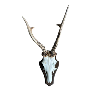 1980s Roe Deer Trophy 27 Black Forest Antlers Mount