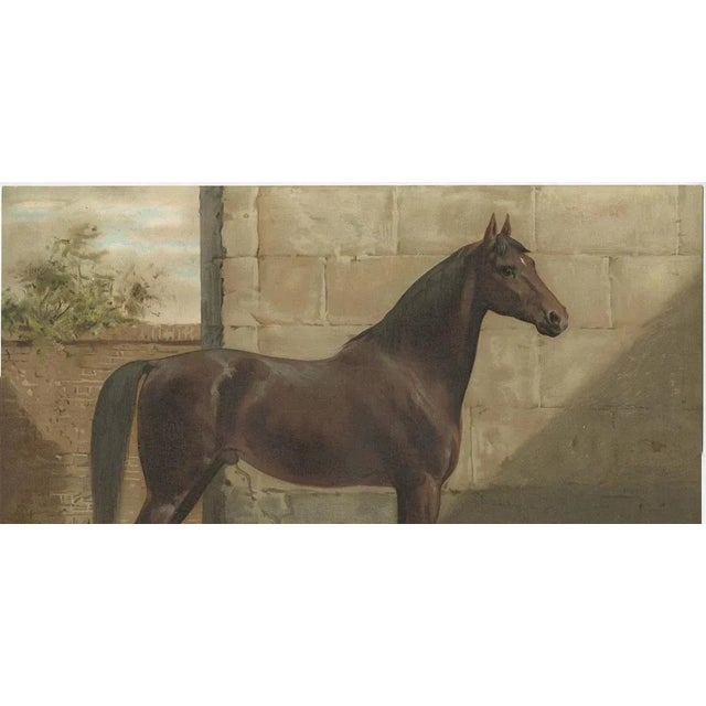 O. Eerelman, Illustration of the East Prussian Horse, 1898, Print For Sale - Image 4 of 8