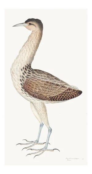 European Bittern Plate 04 by Olof Rudbeck (Cfa-Wd)