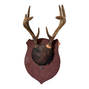 Vintage European Antler Trophy Mount – Dated 1966