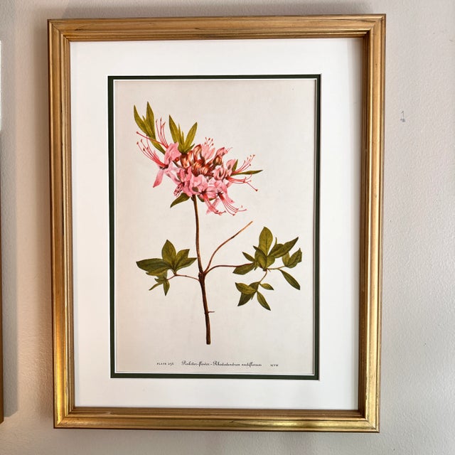 Framed Vintage Botanical Prints Set of 4 1953 Prints For Sale - Image 4 of 5