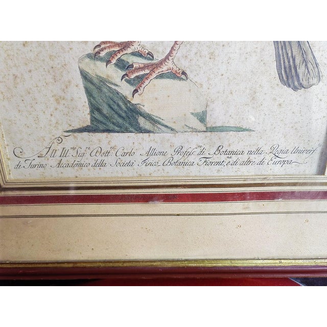 Saverio Manetti, Gallo Pavone del Brasile, 20th Century, Print, Framed For Sale - Image 4 of 13