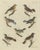 Bertuch, Seven Robins, Bluethroats and Yellowthroats, 1796, Engraving For Sale - Image 3 of 10