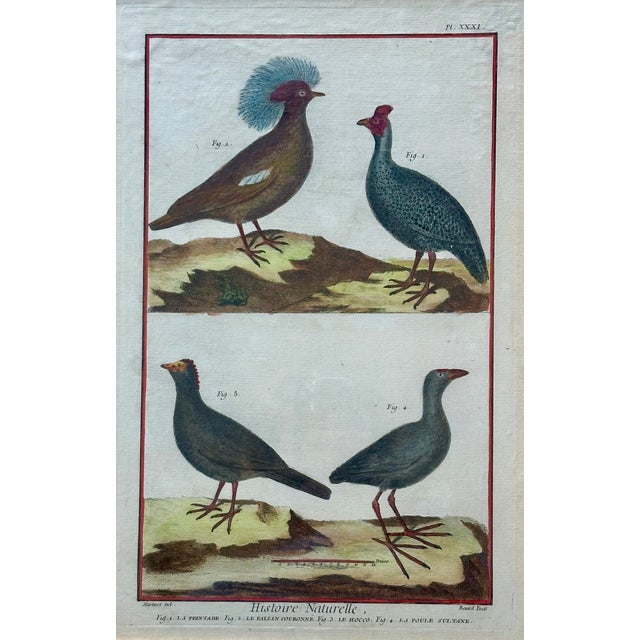 Guineafowl Crested Partridge, Curassow Purple Moorhen Original Print From Histoire Naturelle, 1751 For Sale - Image 4 of 4