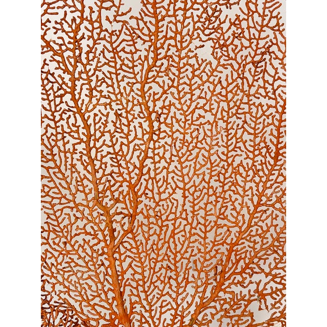 Organic Modern Pair of Sea Whip Branches on Alabaster Bases For Sale - Image 9 of 9