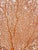 Organic Modern Pair of Sea Whip Branches on Alabaster Bases For Sale - Image 9 of 9