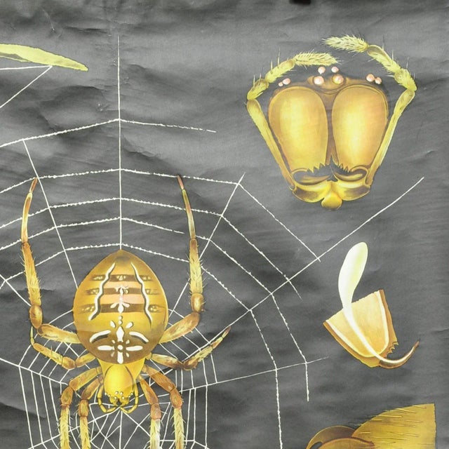 Vintage Cross Spider Araneus Marmoreus Rollable Wall Chart by Jung Koch Quentell For Sale - Image 4 of 7