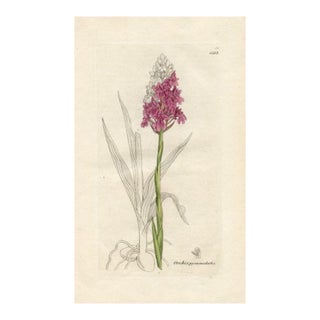 1840s, Pyramidal Orchid Botanical Print by James Sowerby, Original Antique Botanical Engraving, England For Sale