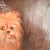 Distressed Antique Dog Oil Painting Framed, Late 1800's Portrait of a Dog For Sale - Image 13 of 18