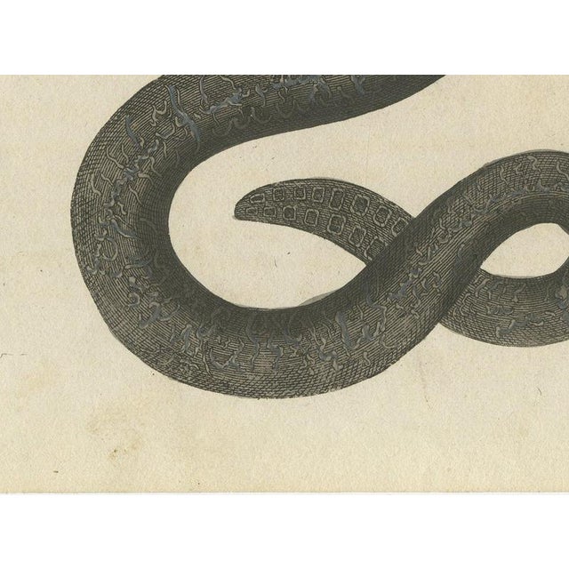 19th Century Bertuch, Rattlesnake with Its Rattle, 1805, Print For Sale - Image 5 of 12
