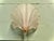 Art Deco French Pink Glass Shell Wall Lights, 1980, Set of 2 For Sale - Image 6 of 8