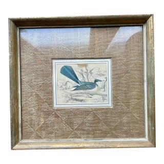 Antique English Bird Print Dated 1843, Framed For Sale