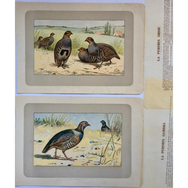 These two handsome photogravure printed pages are illustrated by P. Mahler, a German artist. The subject is Barbary...