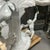 Hollywood Regency White Lacquered Carved Wood Center Table W/ 3 Italian Terracotta Monkeys For Sale In Atlanta - Image 6 of 7