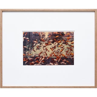 Albarran & Cabrera, Image of Fish, Photograph with Gold Leaf on Japanese Paper, 2013, Framed For Sale